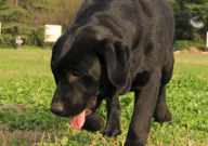 拉布拉多特別瘋怎么辦（太鬧騰了）